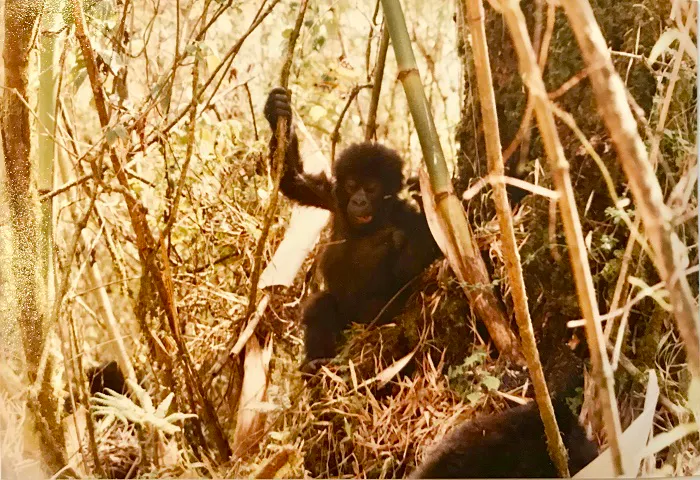 A baby gorilla is standing in the tall grass.