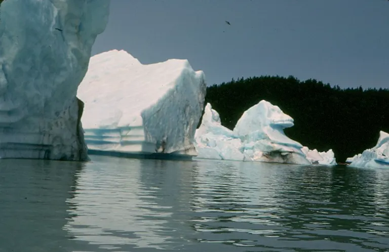 river rafting adventure in the Tatshenshini & Alsek | See wildlife and go on polar rafting trips with MT Sobek
