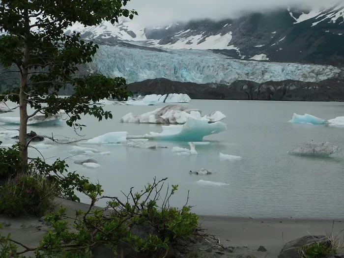 Icebergs floating in the water near a glacier.