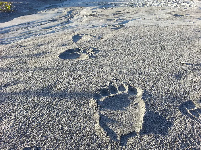 Footprints in the sand on a beach.