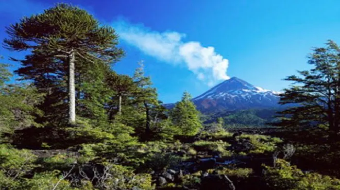 An image of a volcano surrounded by trees.
