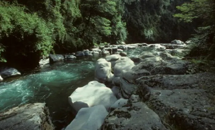 A river running through a forest with a lot of rocks.
