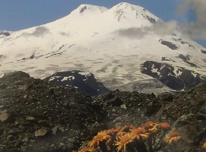 A snow covered mountain with yellow flowers in the foreground.