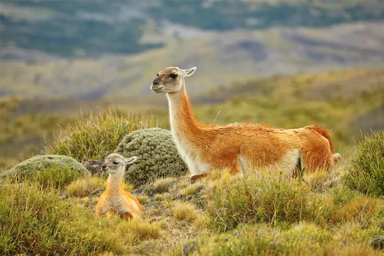 A llama and a baby llama in the mountains.