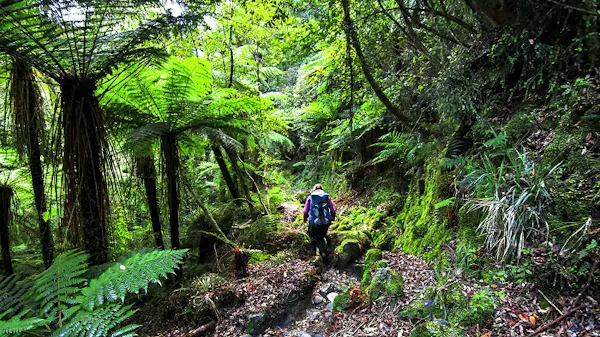 A man hiking through a lush green forest.