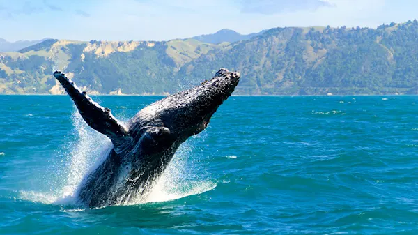 A humpback whale jumping out of the water.