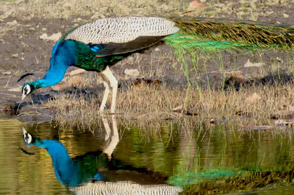 A peacock drinking from a pond.