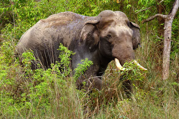 An elephant with tusks walking through tall grass.