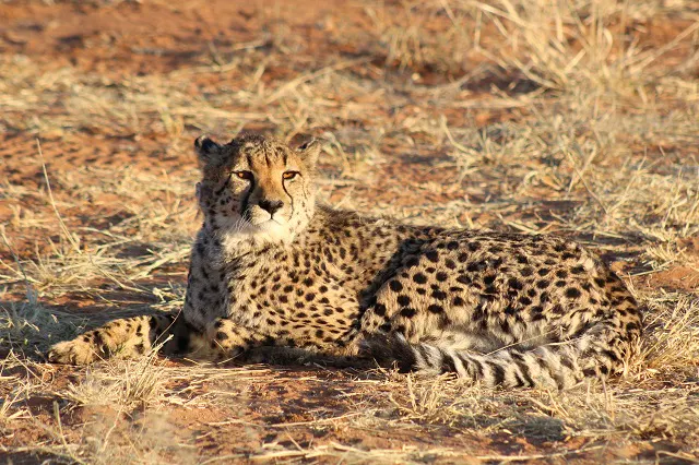 A cheetah laying down in a dry field.