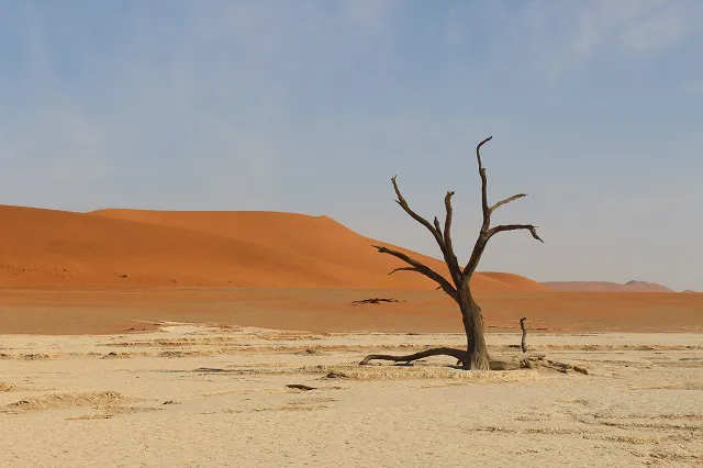 A lone tree in the middle of a desert.