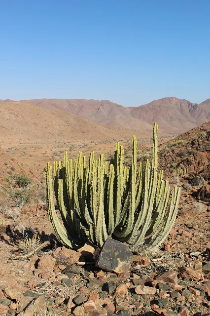 A cactus plant in the desert with mountains in the background.