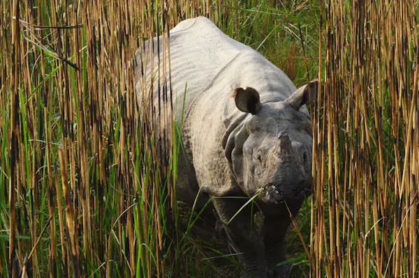 A white rhino walking through tall grass.