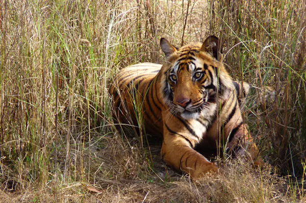 A tiger laying in tall grass.