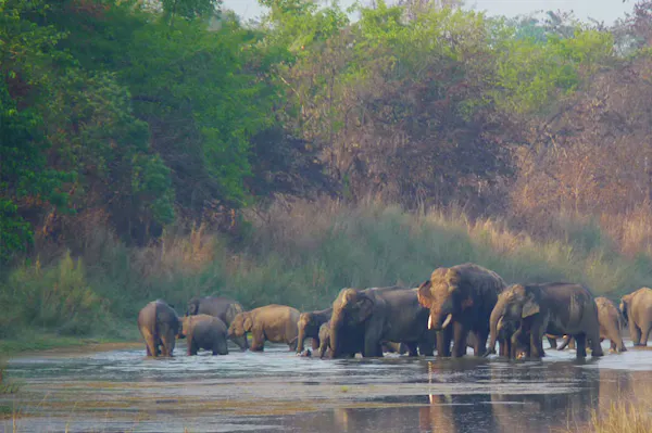 A herd of elephants walking through a river.