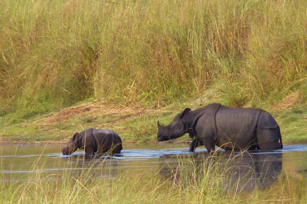 Two rhinos in the water.