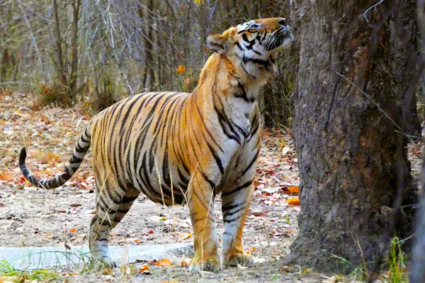 A tiger standing next to a tree in the woods.