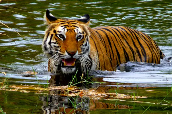 A tiger is wading in the water with its mouth open.