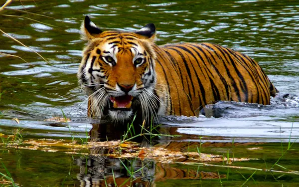 A tiger is wading in the water with its mouth open.