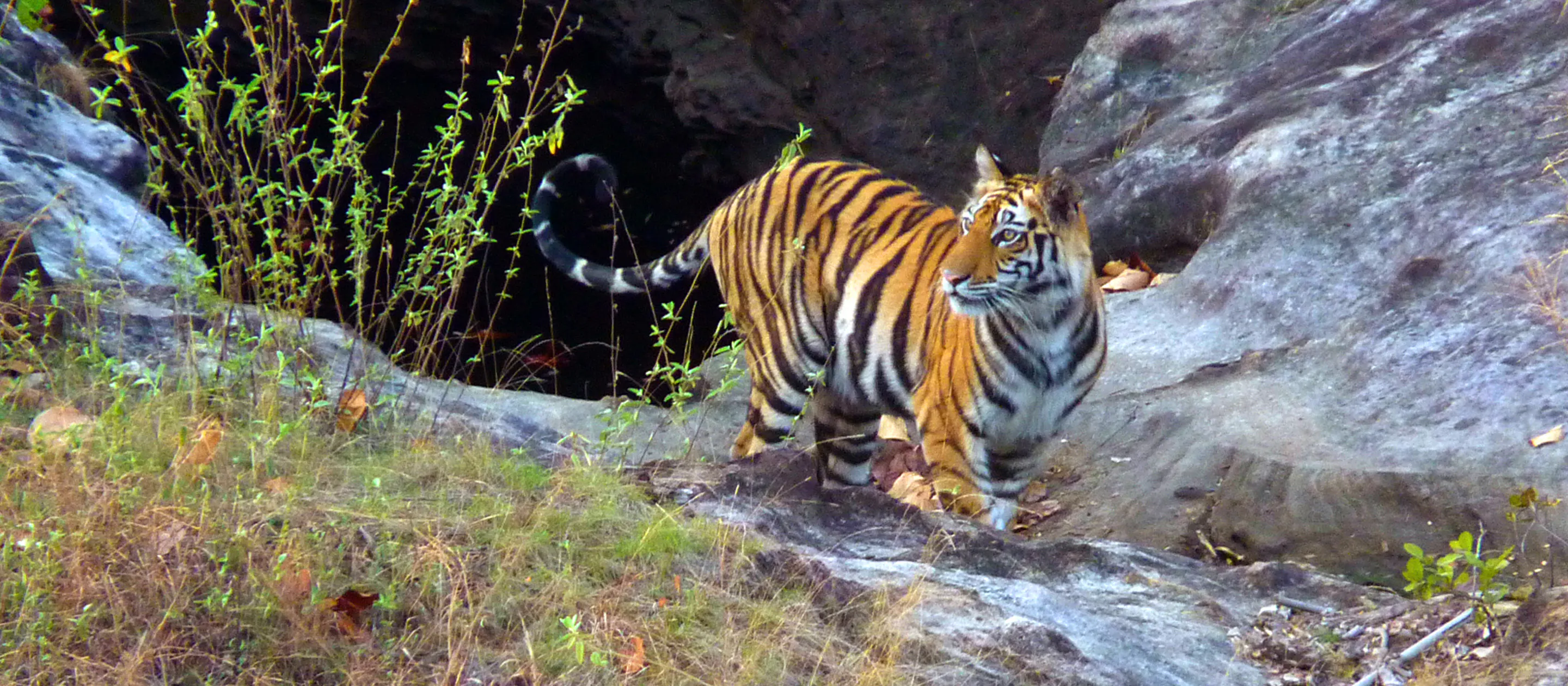 A tiger is walking along a rocky path.