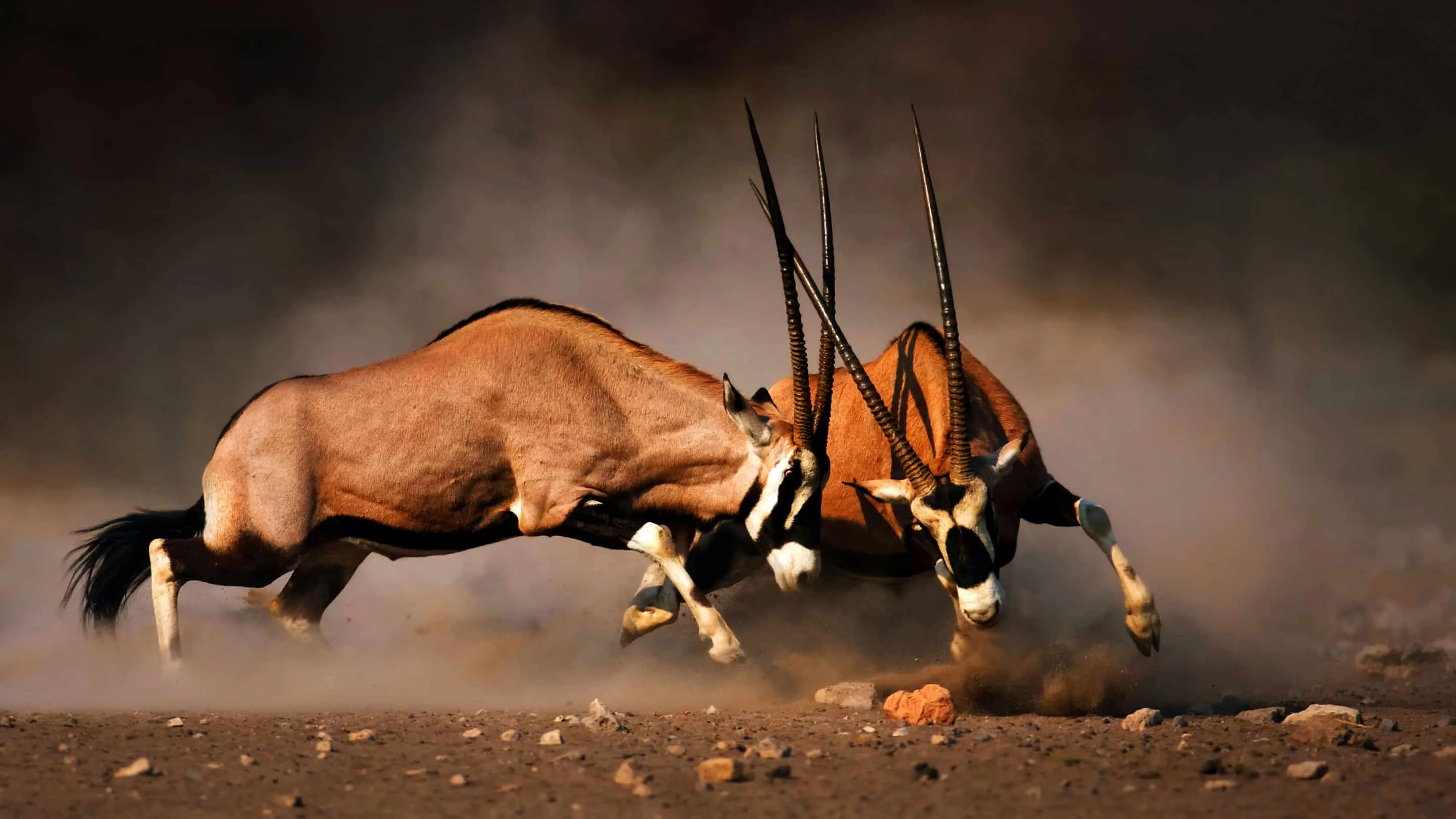 Two oryxes fighting in the dirt.