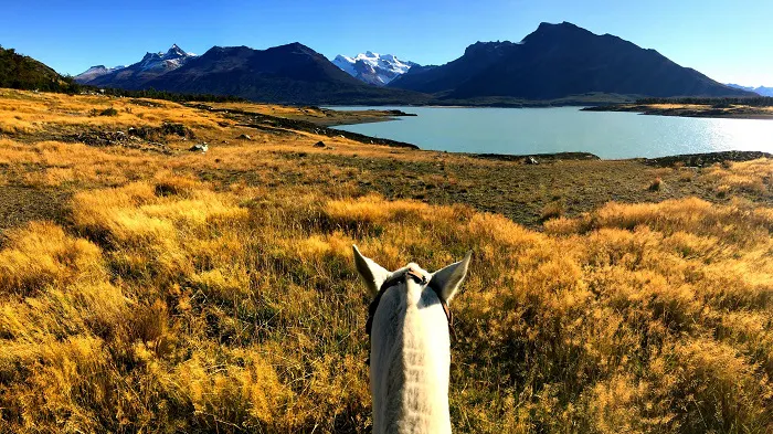The back of a horse looking out over a lake and mountains.