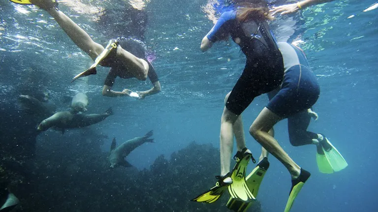A group of people snorkling in the water with seals.