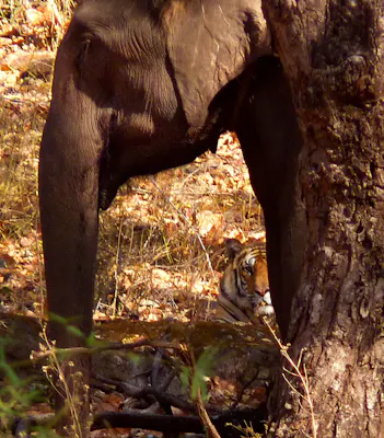 An elephant standing next to a tiger.