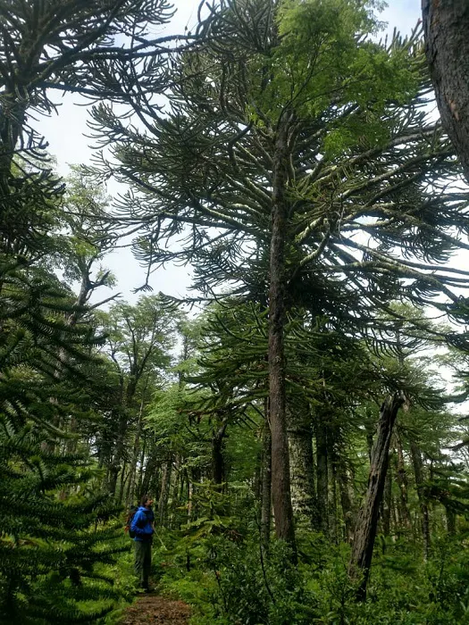 A person walking through a forest full of pine trees.