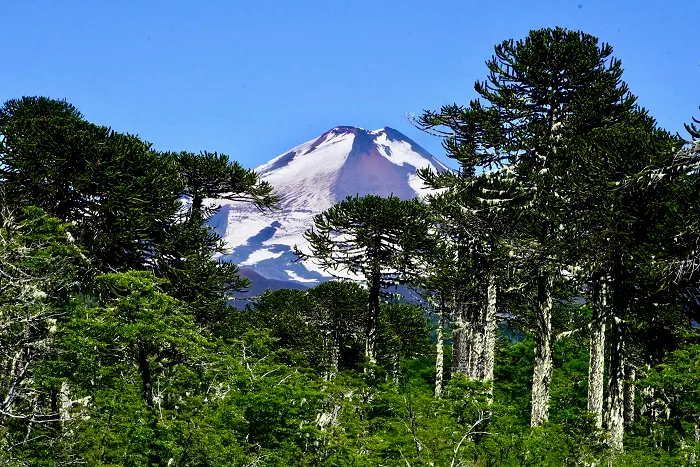A snowy mountain surrounded by pine trees.