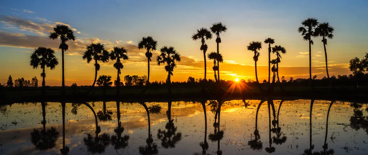Palm trees reflected in a pond at sunset, perfect for solo travel.