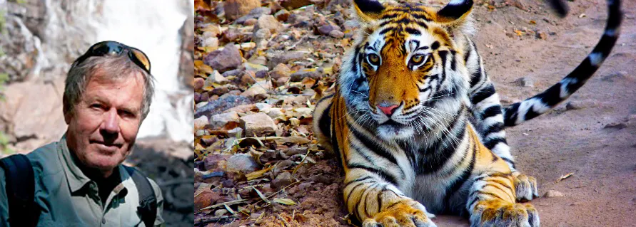 Two pictures of a man and a tiger.