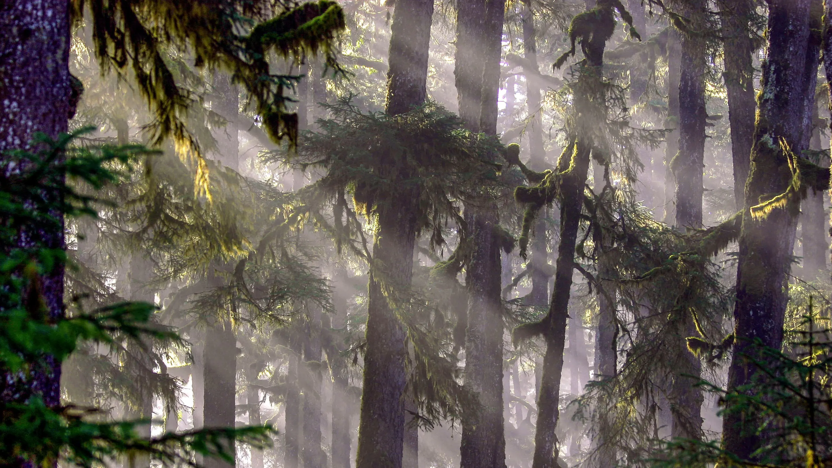Sunlight shines through mossy trees in a forest.
