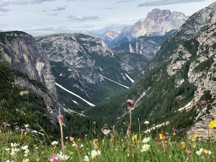 A valley with wildflowers and mountains in the background.