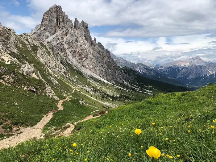A trail with yellow flowers and mountains in the background.