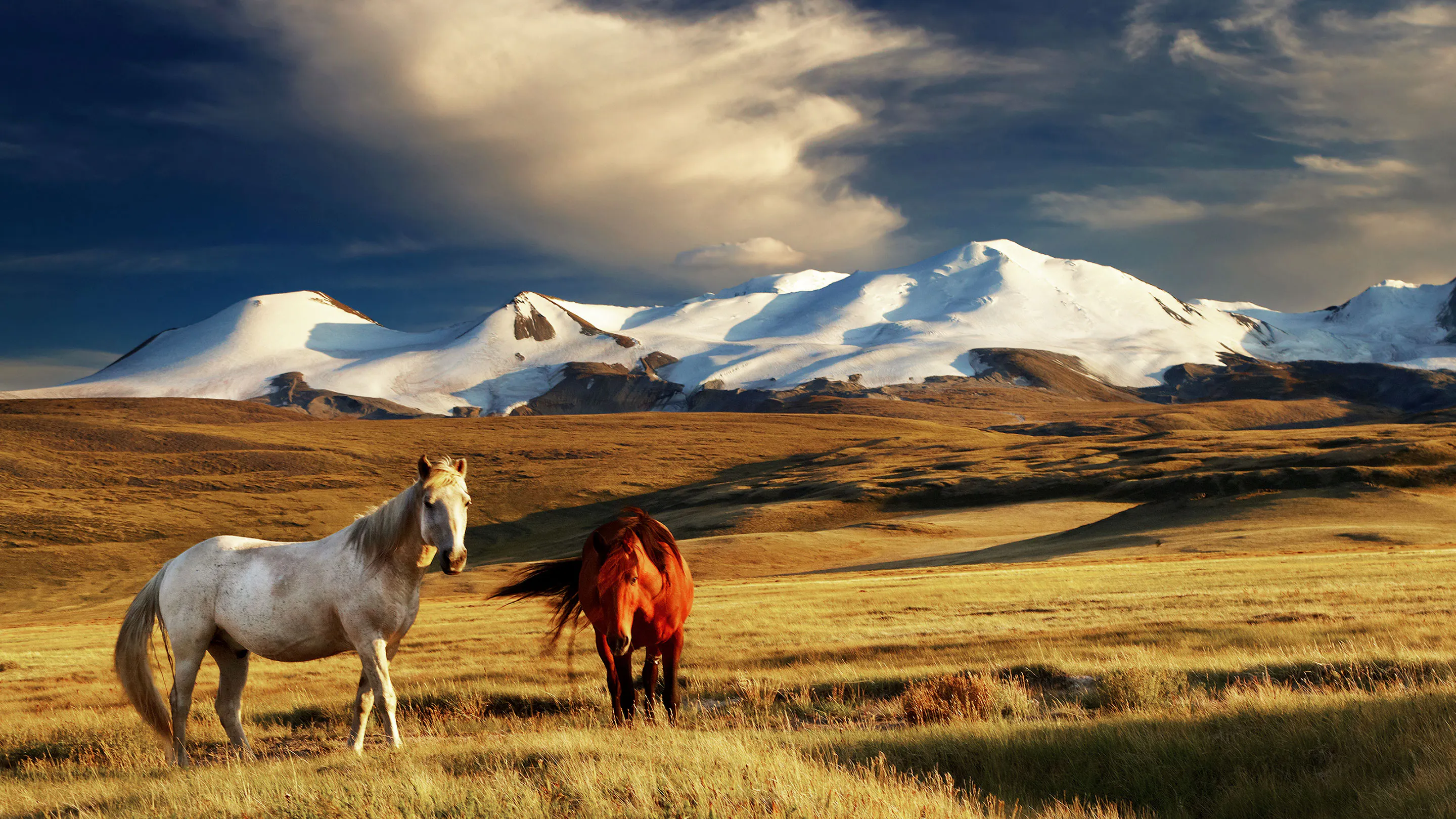 Two horses in a field.