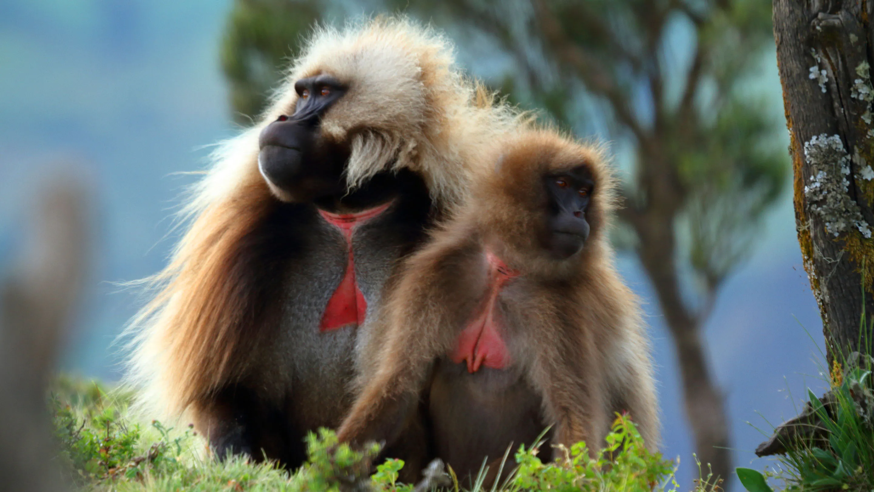 Two baboons are sitting on top of a tree.