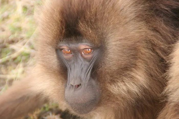 A close up of a brown monkey.