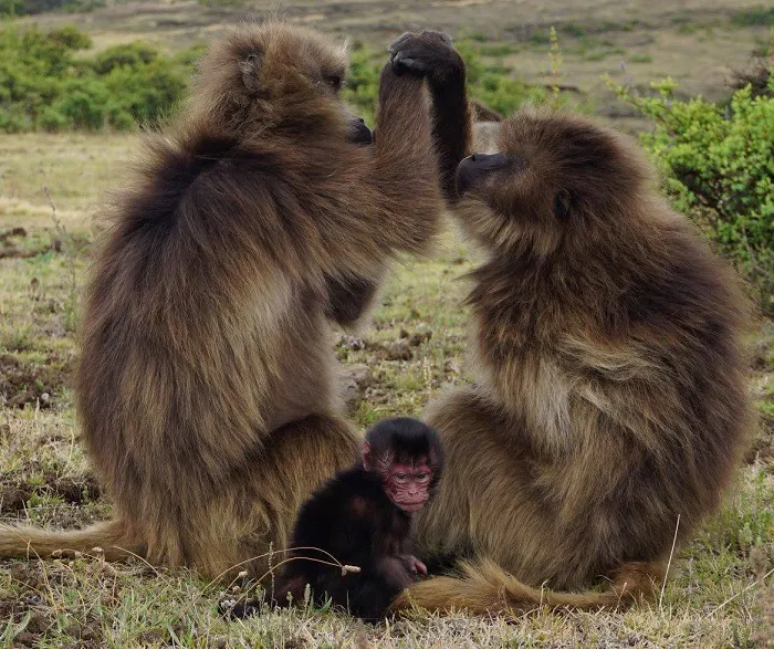 A group of baboons are playing with each other.