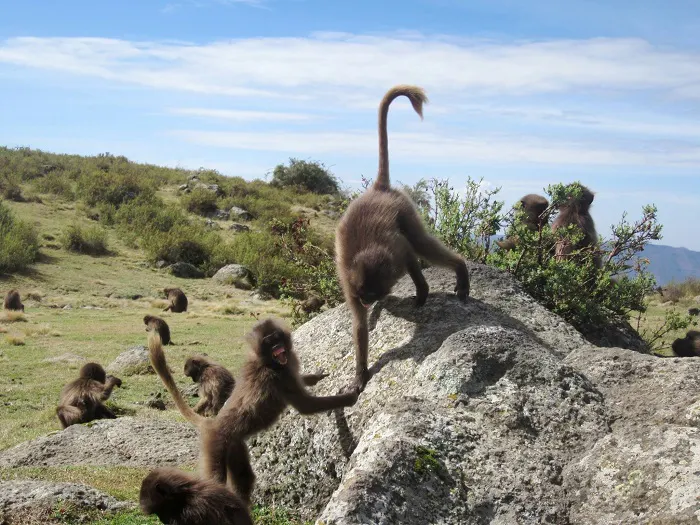 Baboons playing on rocks in a grassy area.
