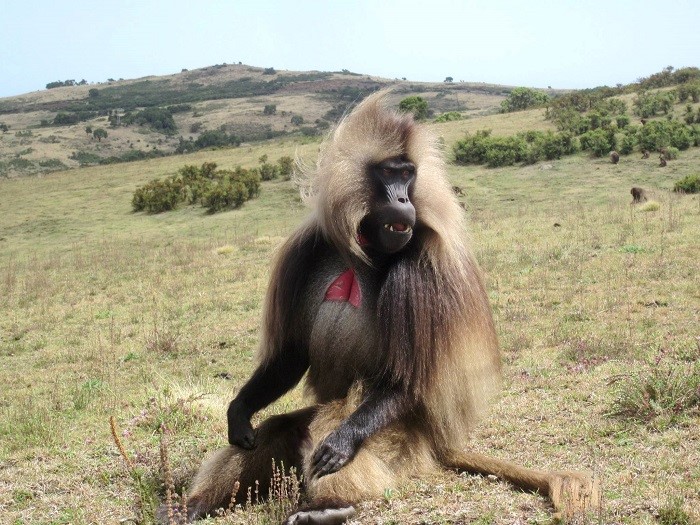 A Rare Look at the Ethiopian Gelada Monkey | MT Sobek