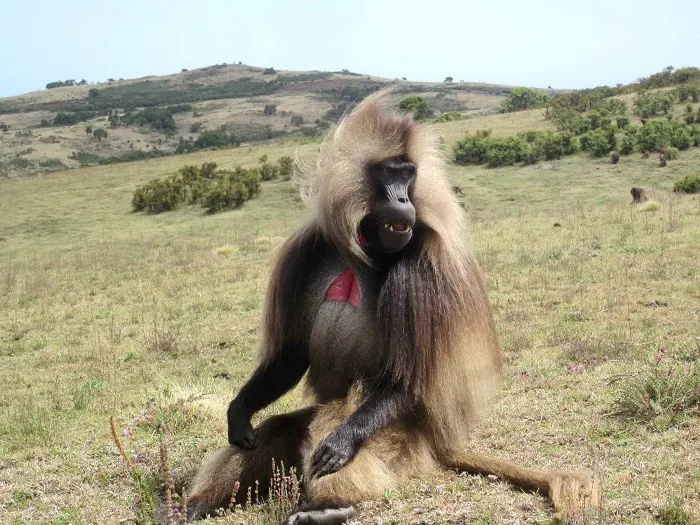 A baboon is sitting on a grassy field.
