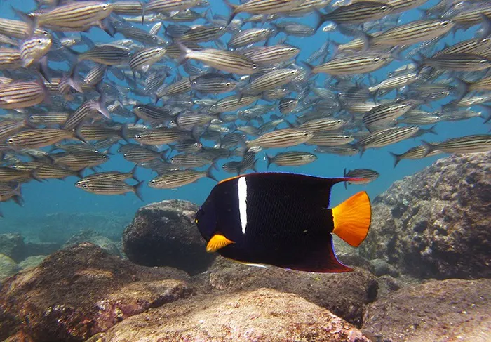 A large group of fish swimming in the ocean.
