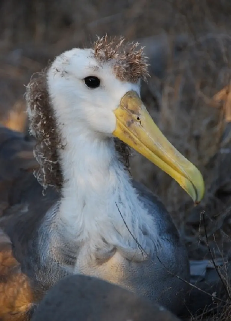 A bird with a long beak sitting on the ground.