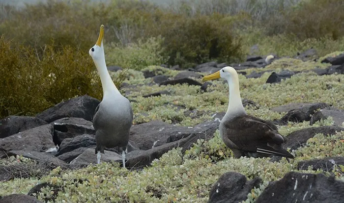 Two albatrosses standing on a rocky area.