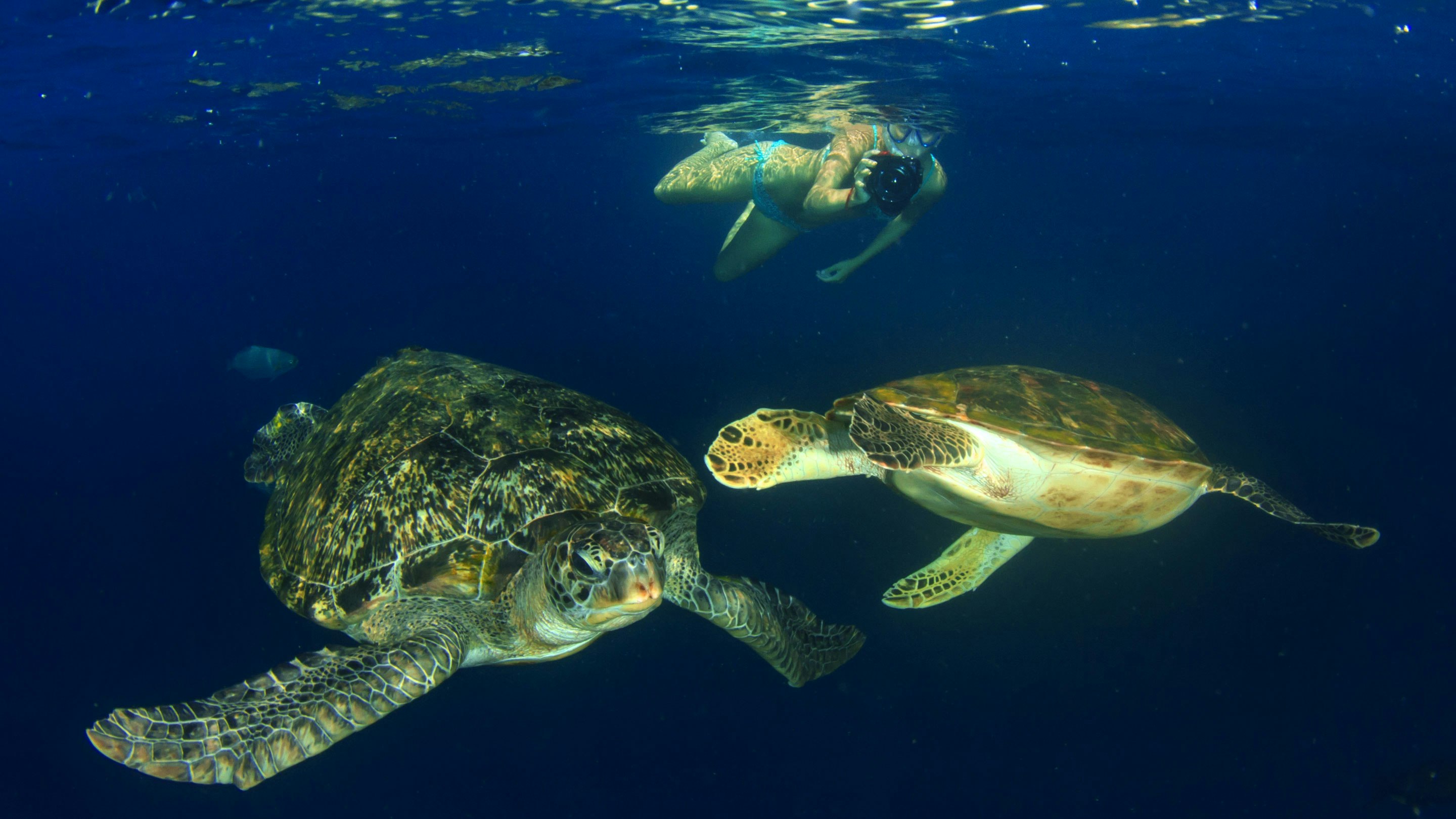 Two sea turtles swimming in the ocean.