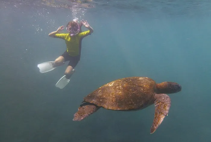 A girl snorks next to a green sea turtle.