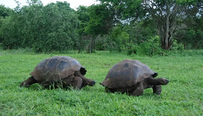 Two giant tortoises walking in the grass.