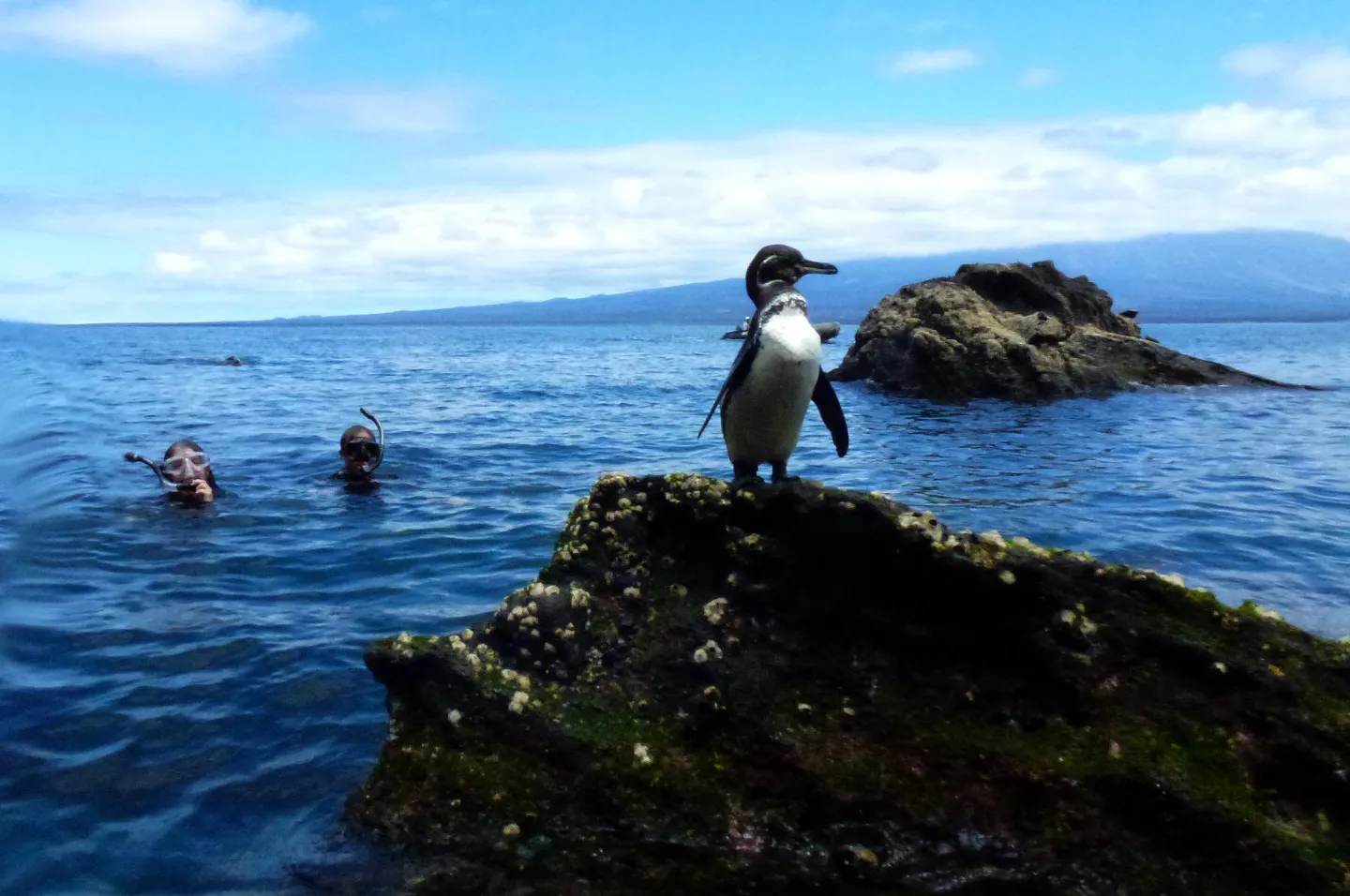 A penguin is standing on a rock in the water.