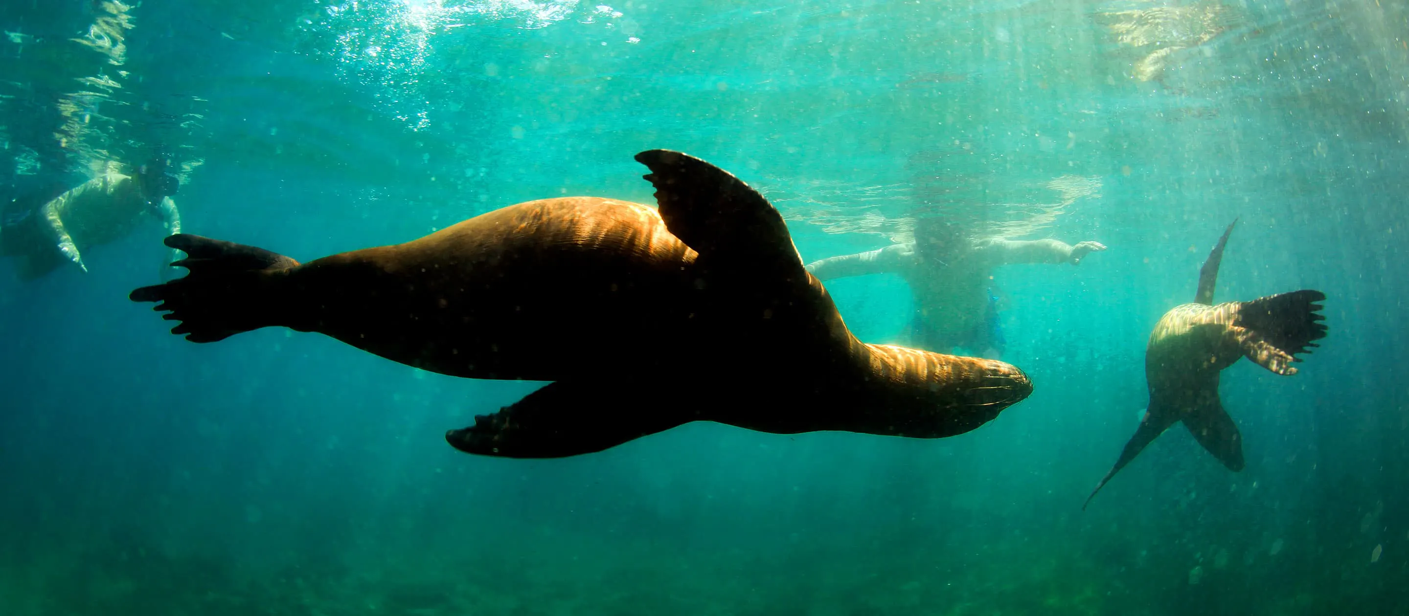 Two sea lions swimming in the water.