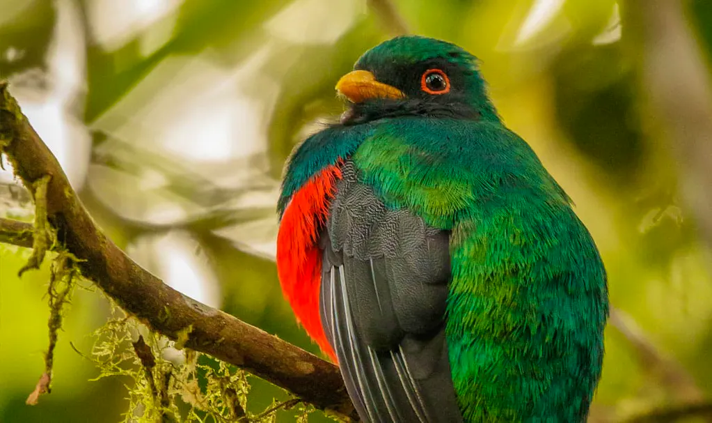A green and red bird sits on a branch, showcasing the diverse wildlife you can encounter during your extended Ecuador trip.